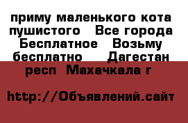 приму маленького кота пушистого - Все города Бесплатное » Возьму бесплатно   . Дагестан респ.,Махачкала г.